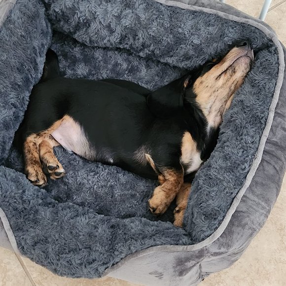 Small Dog Bed Large Medium Small Soft Calming Sleeping Puppy Anti-Slip 20"x19"x6 - Picture 10 of 10